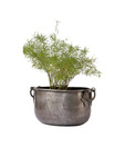 Live n Style Unique & Antique Zinc Finish Small Planter