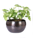 Live n Style Rustic Style Medium Iron Planter