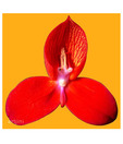 Artjini Red Trillium On Yellow Background Painting