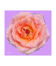 Artjini Rose Flower Close-up Painting