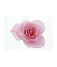 Artjini Pink Flower Close-up Painting