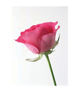 Artjini Pink Rose Painting