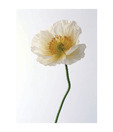 Artjini White Poppy Painting