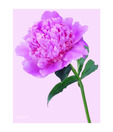 Artjini Pink Flower Close-up Painting