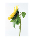 Artjini Sunflower With Green Stalk Painting
