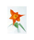 Artjini Orange Poppy Painting