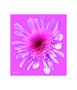 Artjini Close Up On Pink Background Painting