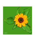 Artjini Sunflower On Green Background Painting