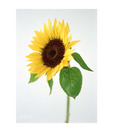 Artjini Sunflower With Green Stalk Painting