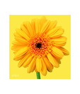 Artjini Pink Gerbera On Pink Background Painting
