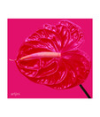 Artjini Rose Flower Close-up Painting