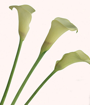 Plage Yellow Lily Wall Sticker