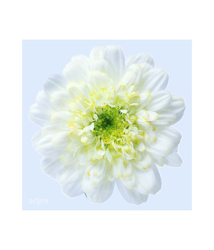 Artjini White Flower Close-up Painting